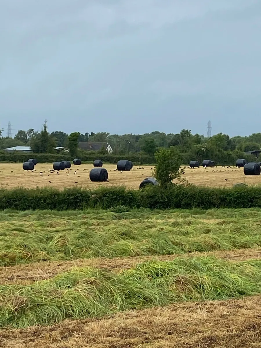 Silage