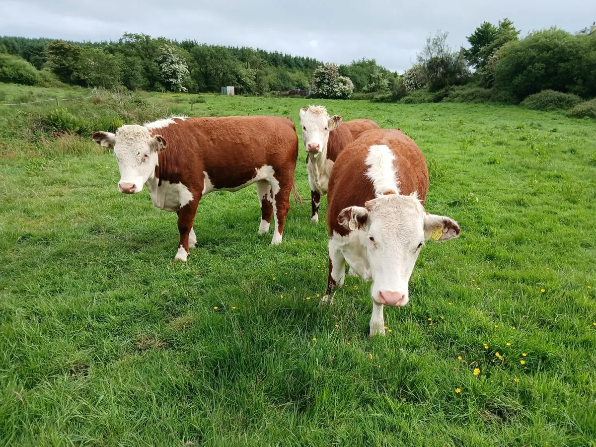 PBR HEREFORD HEIFERS - Image 1