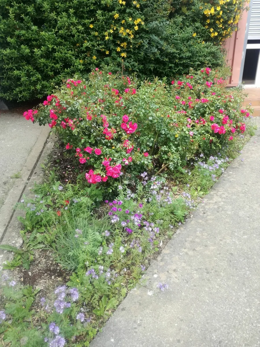 Gardening and Landscaping Service - Image 2