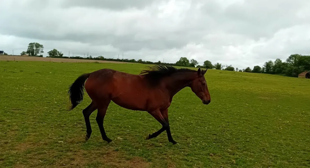16.1h 4yr Workforce filly Unbroken - Image 2