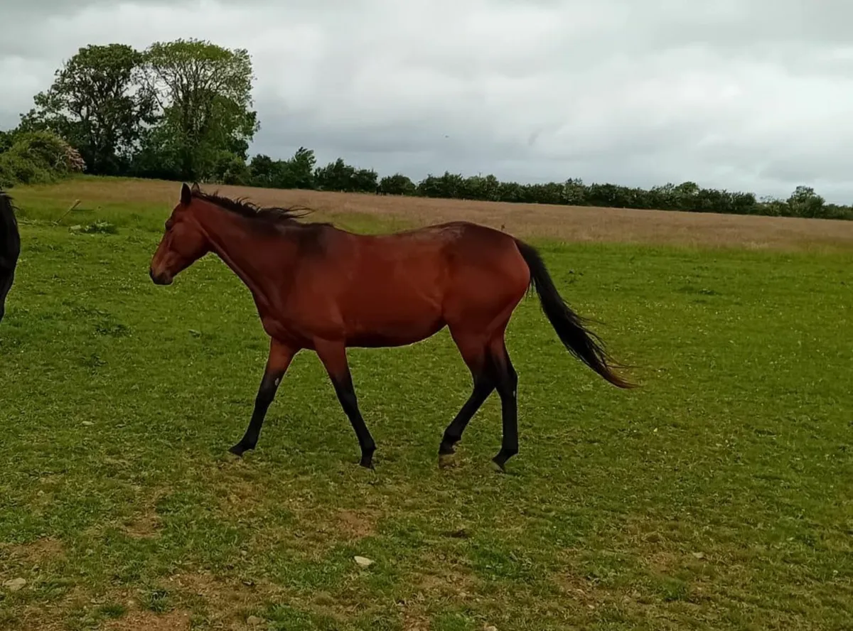 16.1h 4yr Workforce filly Unbroken - Image 3