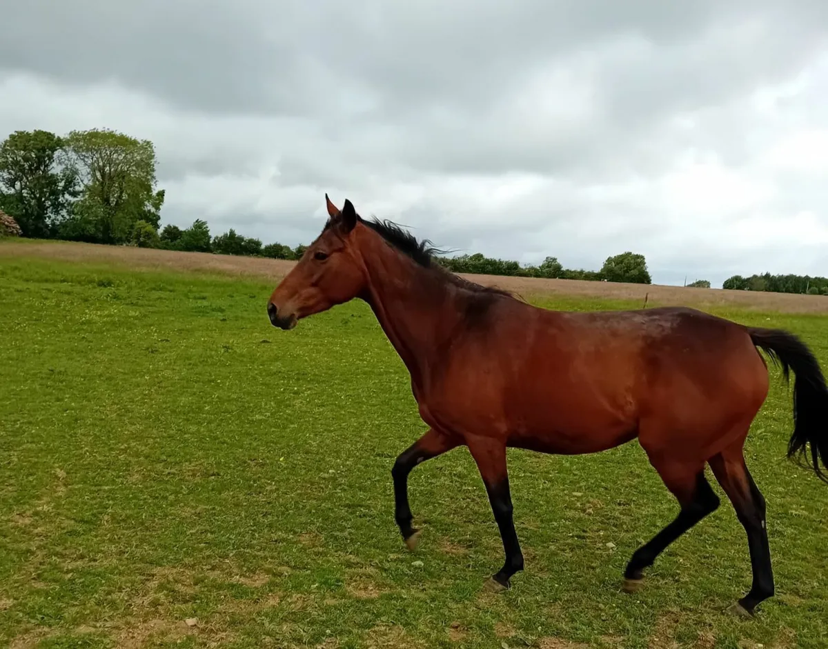 16.1h 4yr Workforce filly Unbroken - Image 4