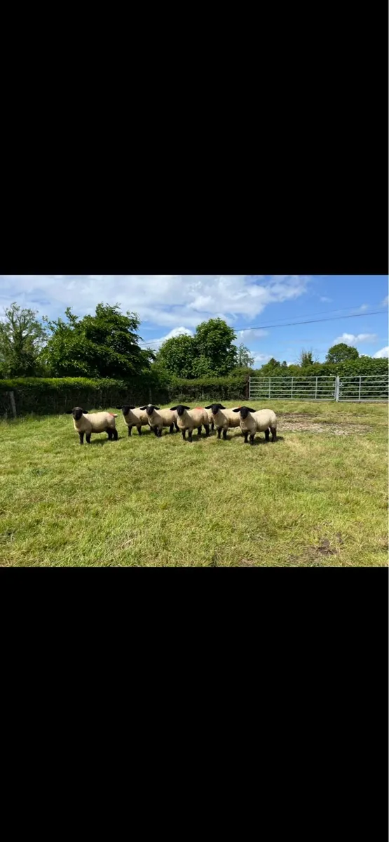 Ewe lambs - Image 2