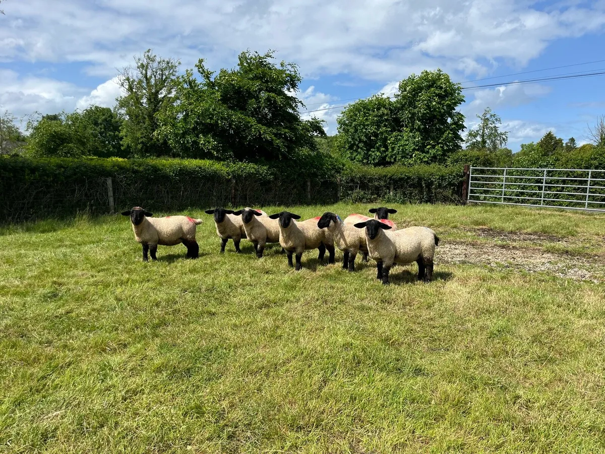 Ewe lambs - Image 4