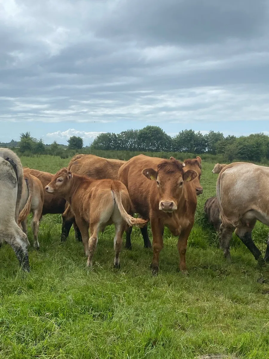First calvers - Image 1