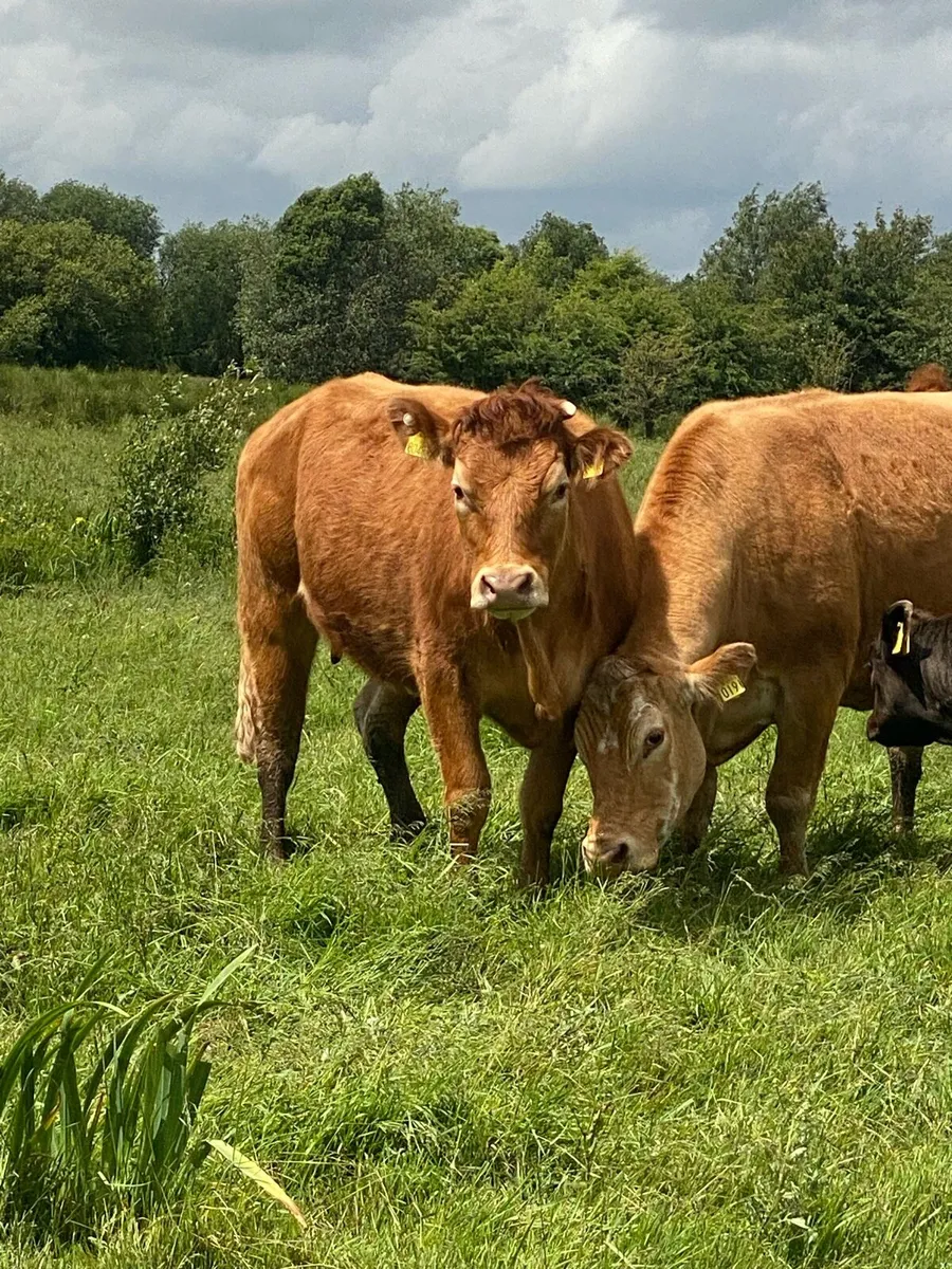 First calvers - Image 2