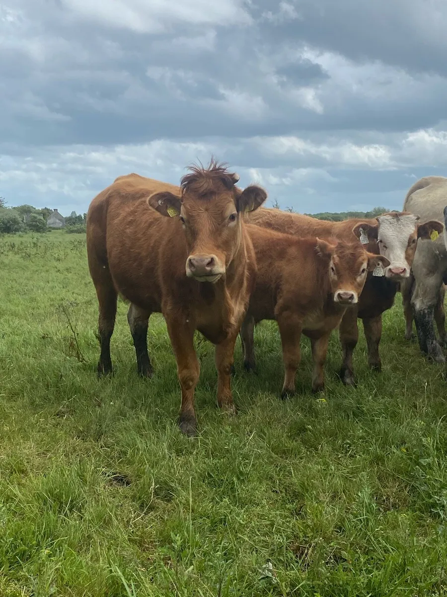 First calvers - Image 3