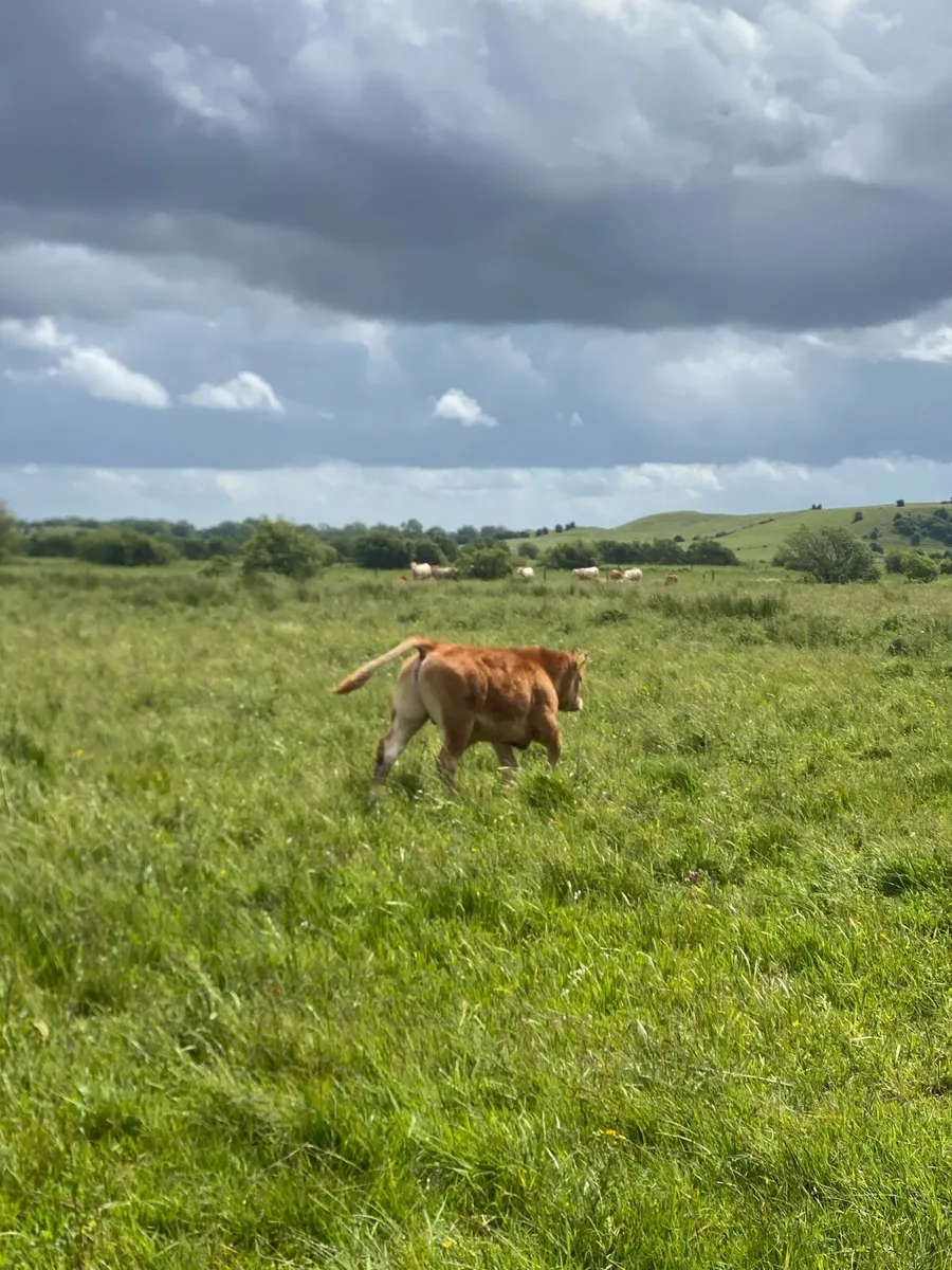 First calvers - Image 4