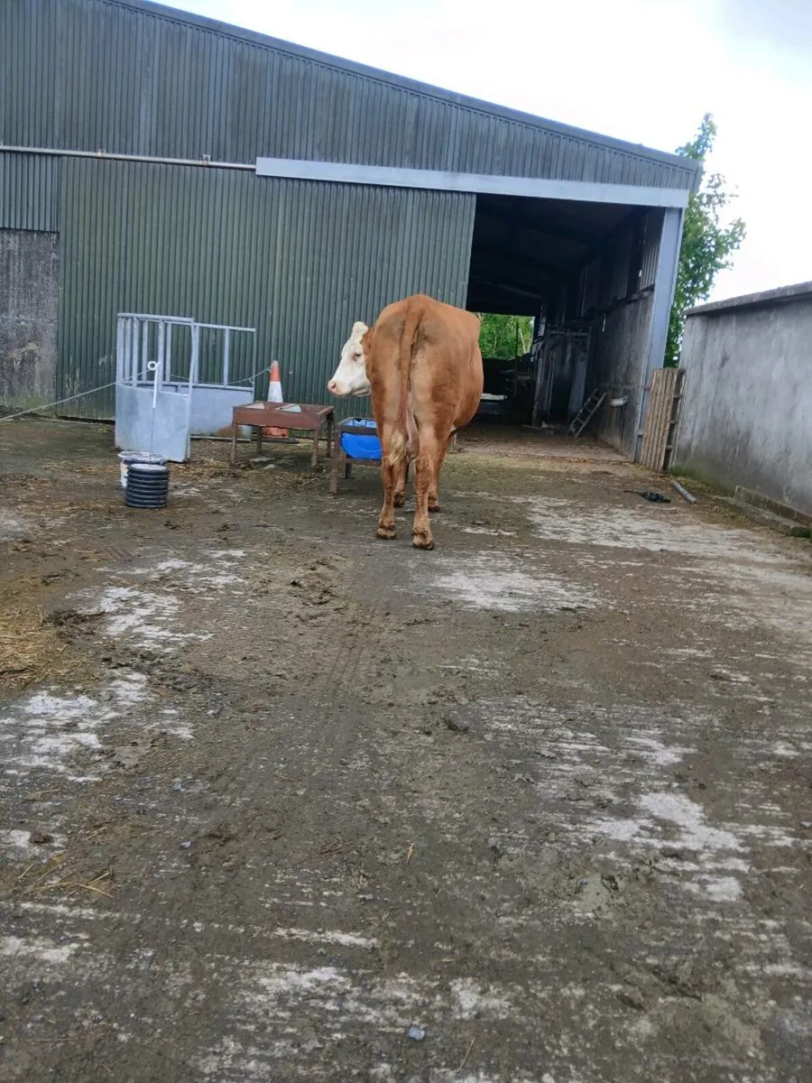 LM Dry cow - Image 1