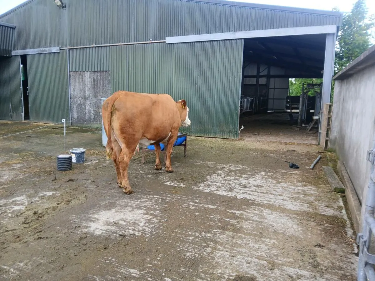 LM Dry cow - Image 2