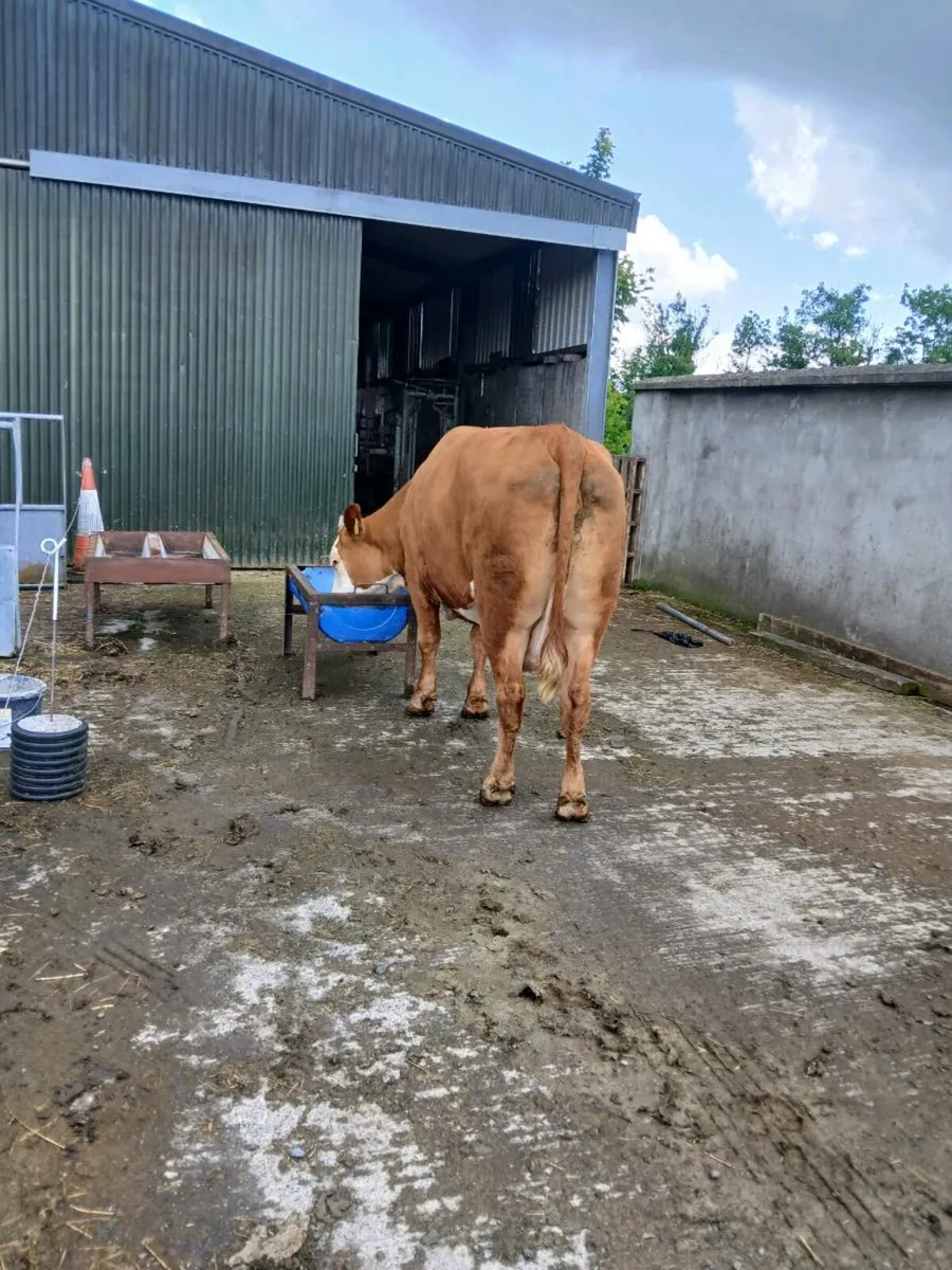 LM Dry cow - Image 3