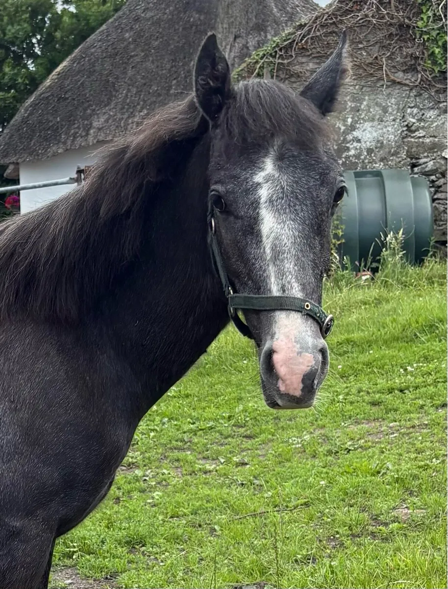 Pumkins Pondi yearling Colt - Image 1
