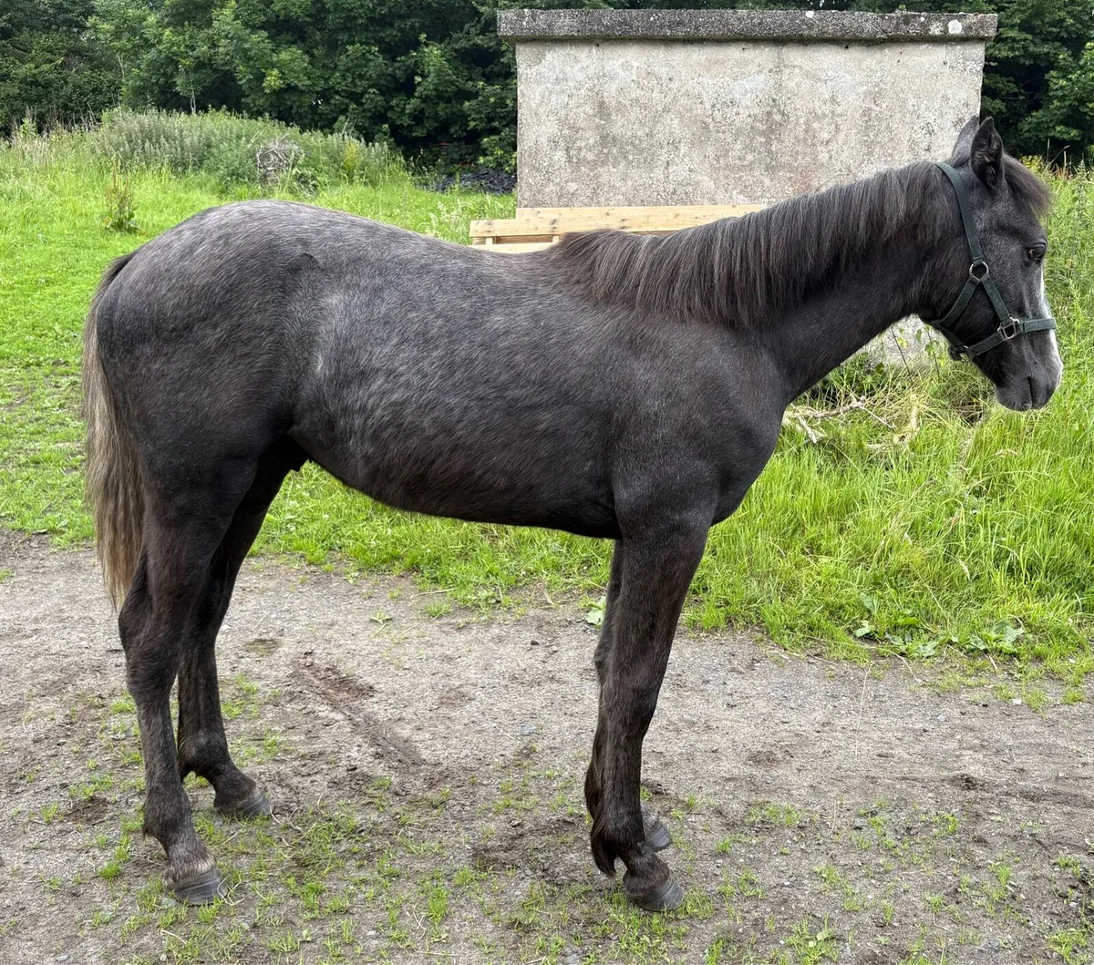 Pumkins Pondi yearling Colt - Image 2