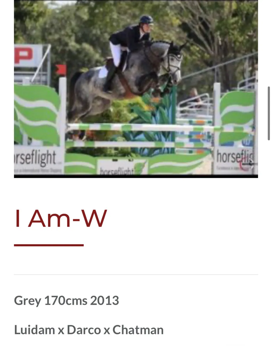 Horse - Image 3