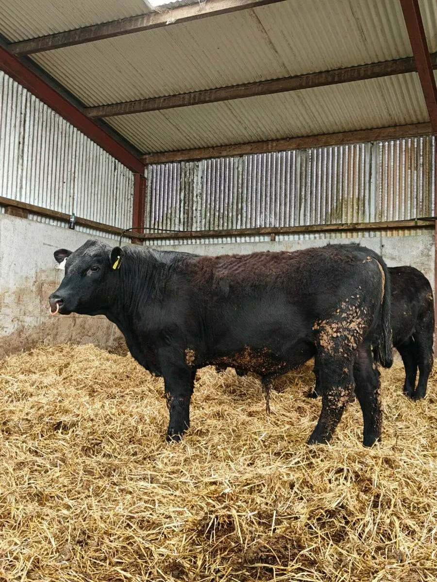 Angus Bulls - Image 1