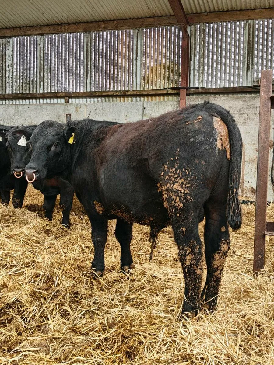 Angus Bulls - Image 3