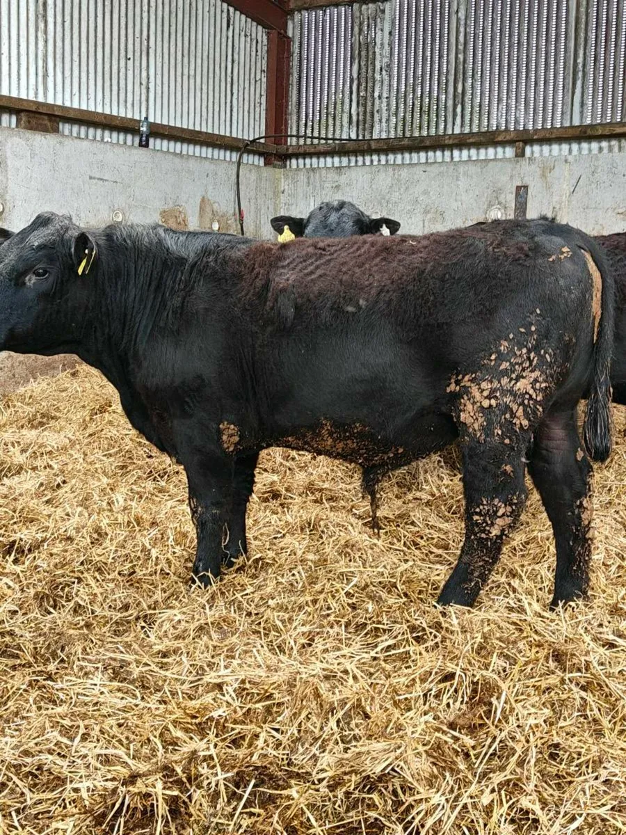 Angus Bulls - Image 4