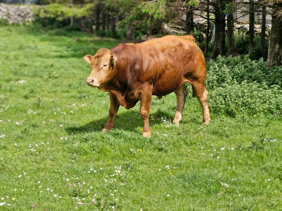 Bull - Image 4