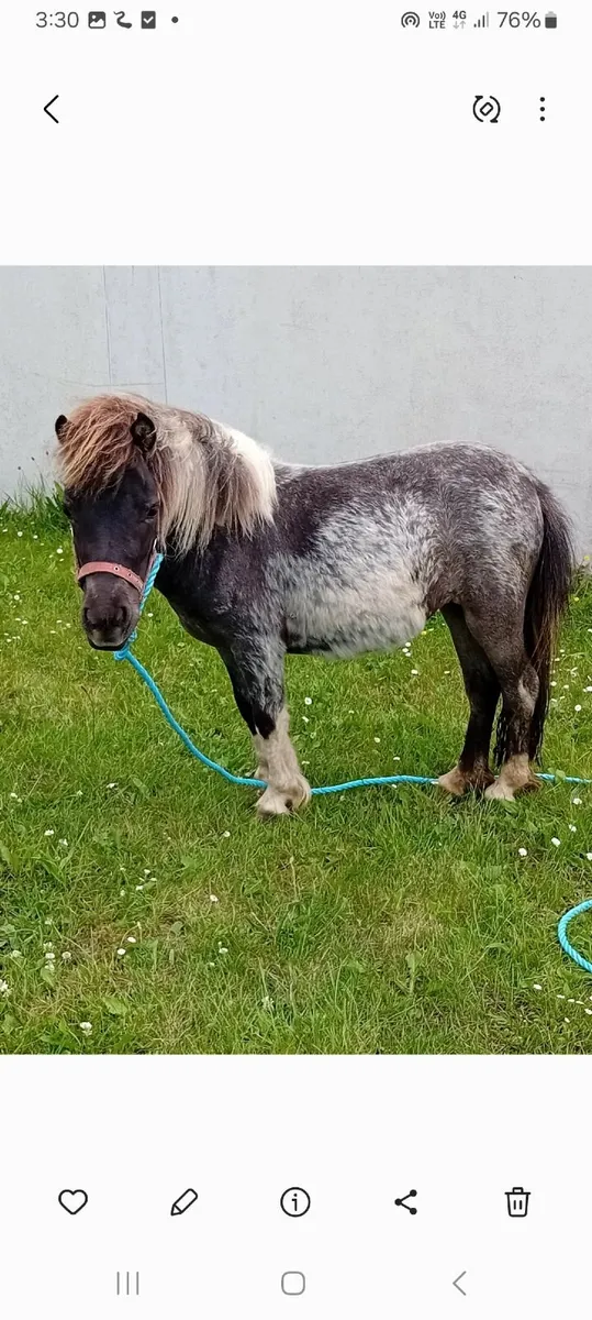 Small Pony - Image 1