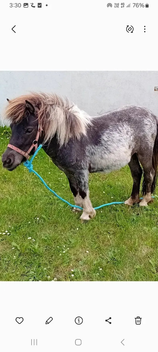 Small Pony - Image 2
