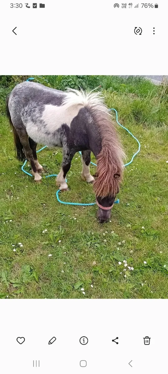 Small Pony - Image 3