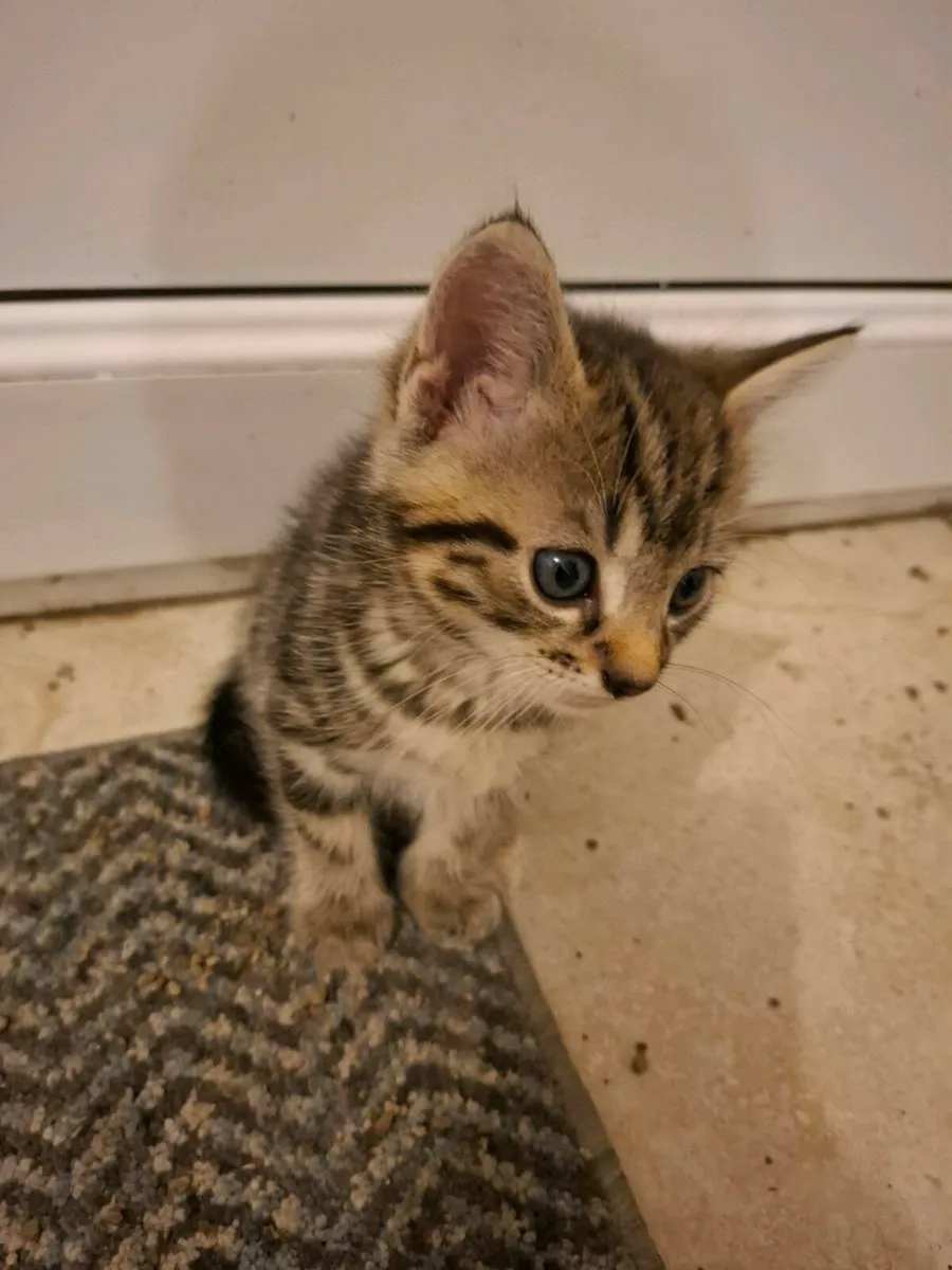 Kittens - Image 1