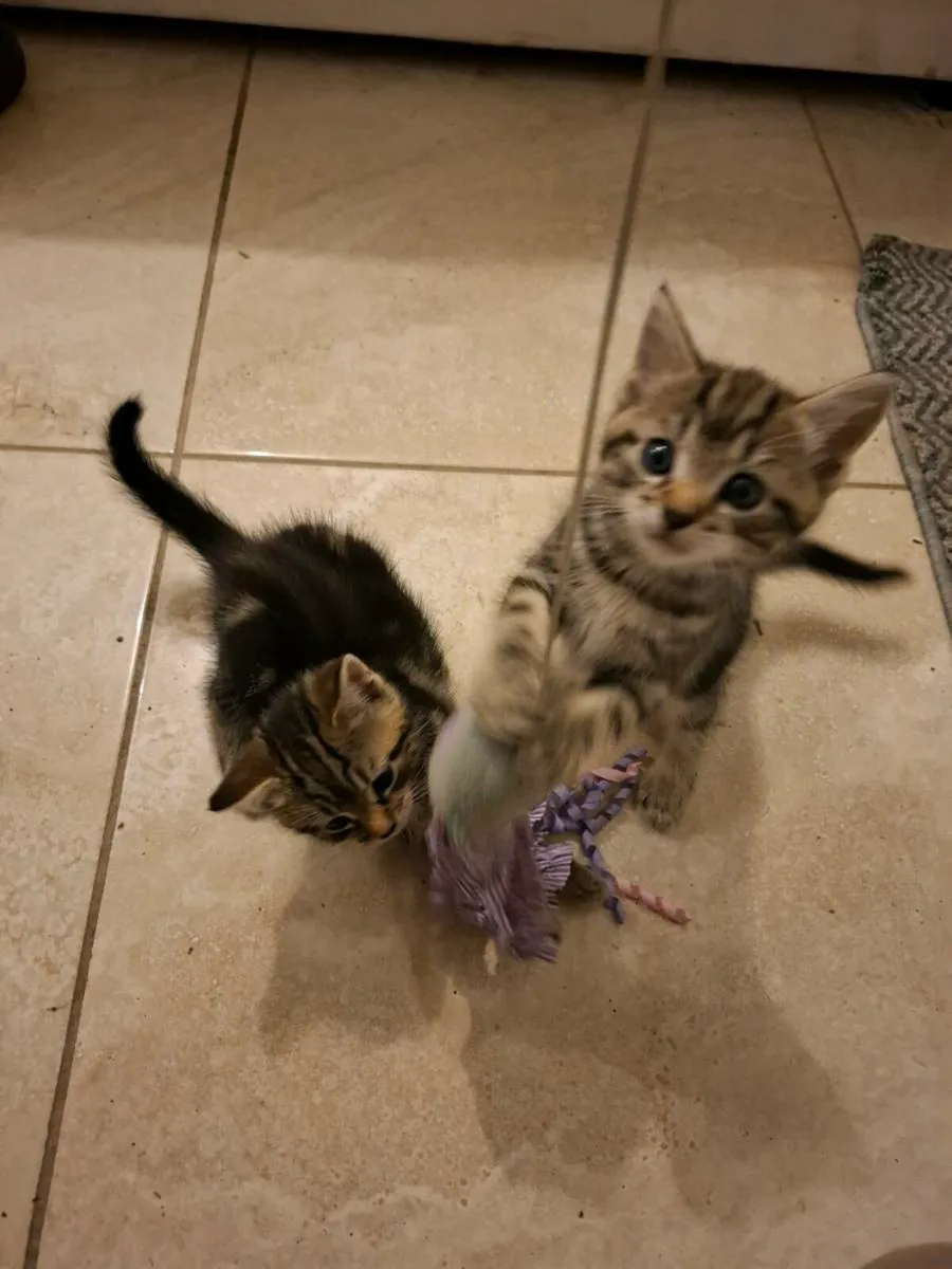 Kittens - Image 2