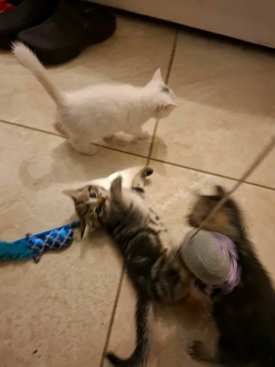 Kittens - Image 3