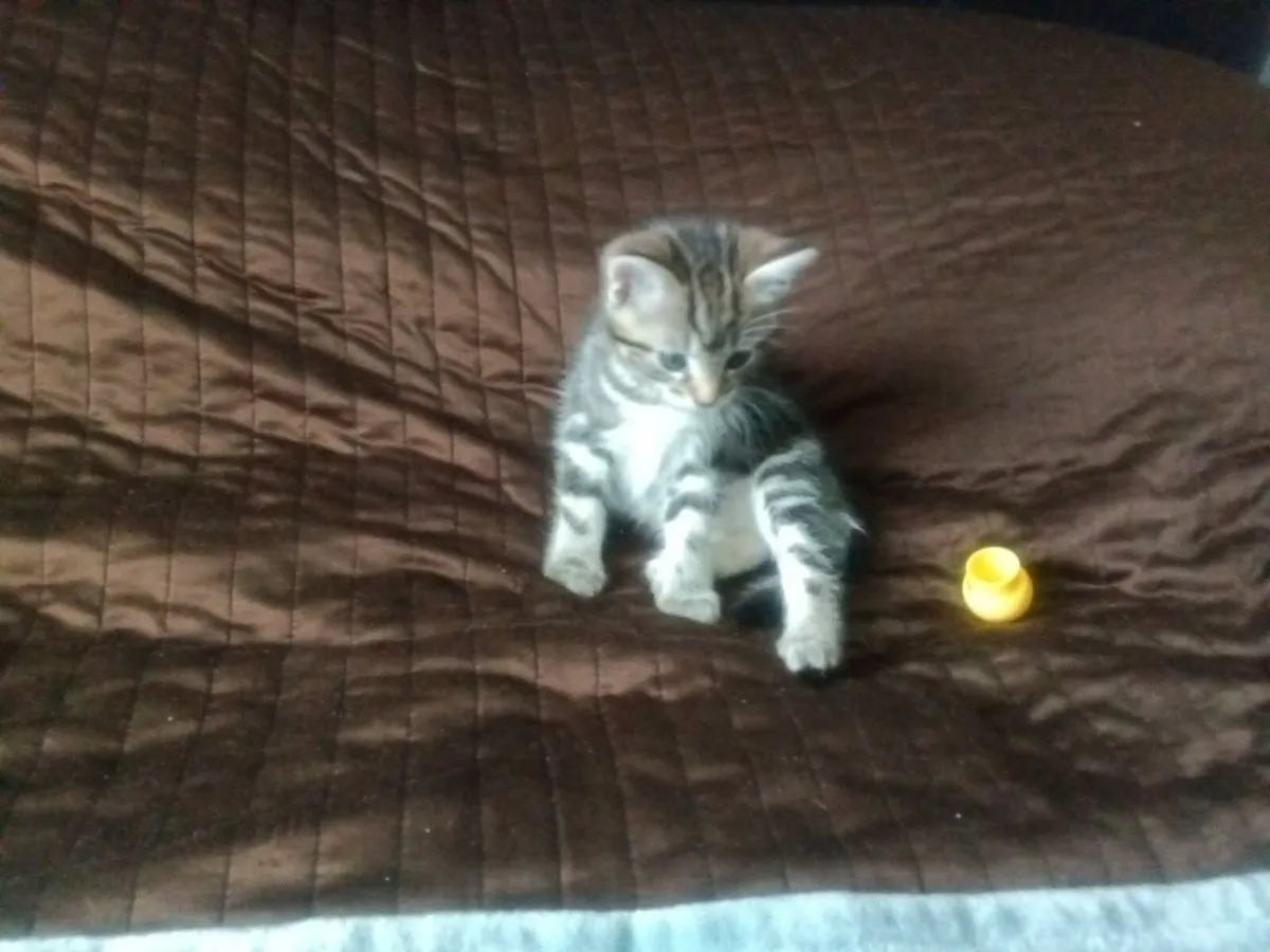 Kittens - Image 4