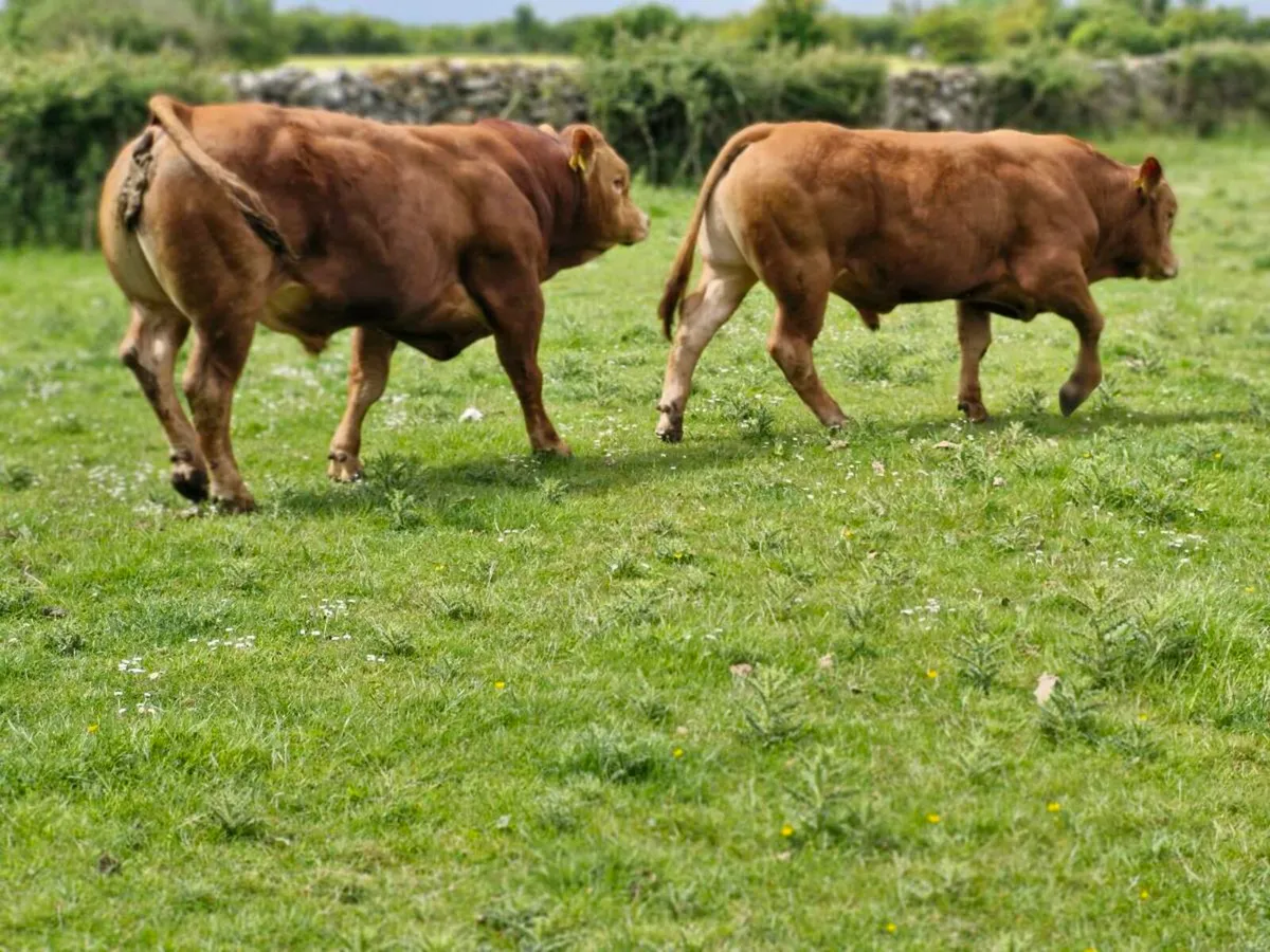 Bull - Image 1
