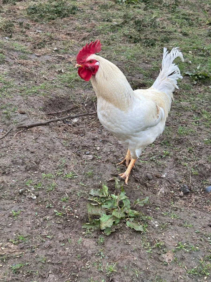 Rooster - Image 1