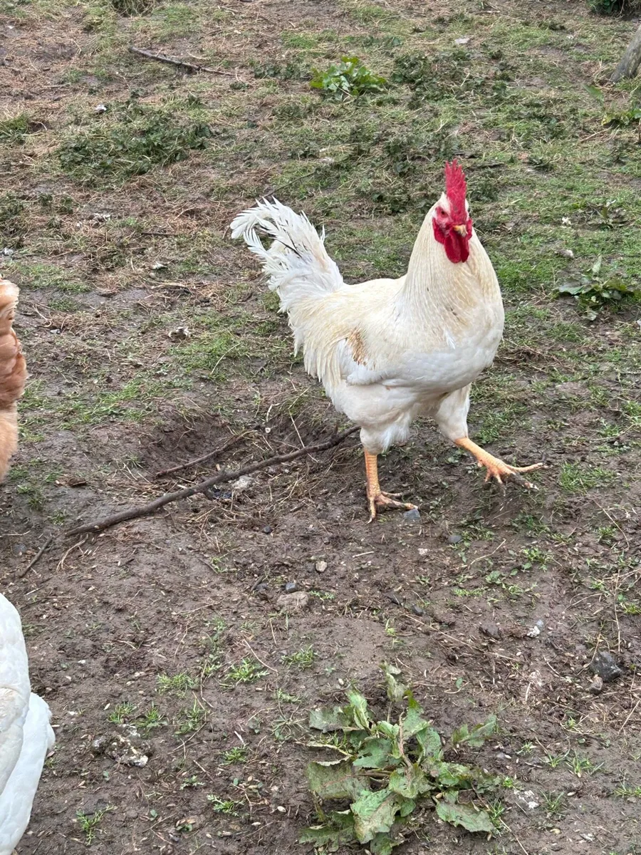 Rooster - Image 2