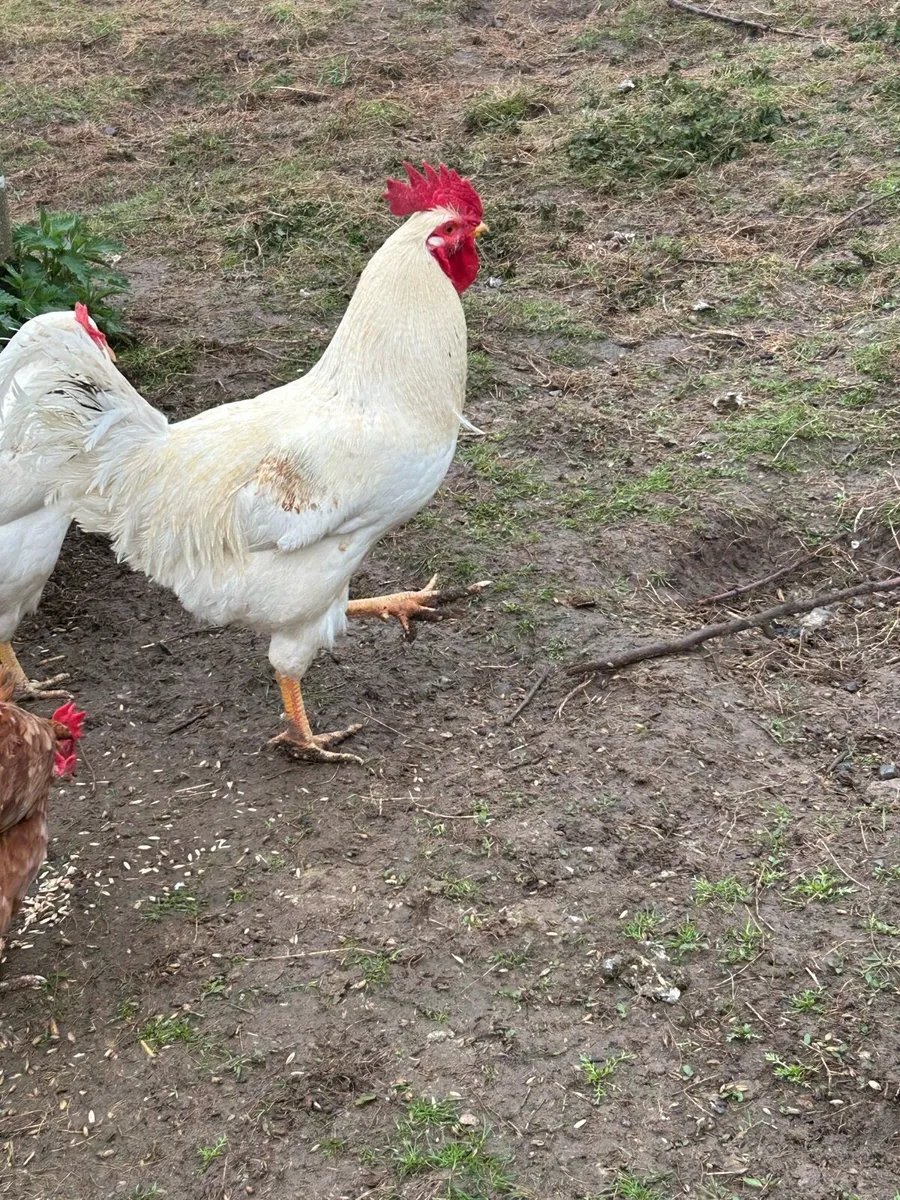 Rooster - Image 3