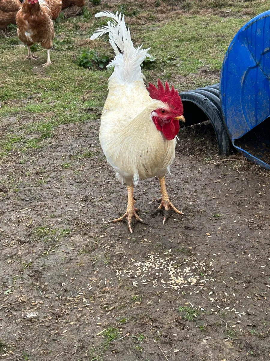 Rooster - Image 4