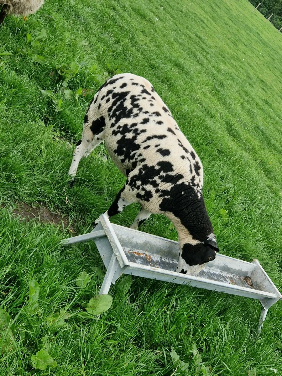 Dutch spotted ginmers - Image 3