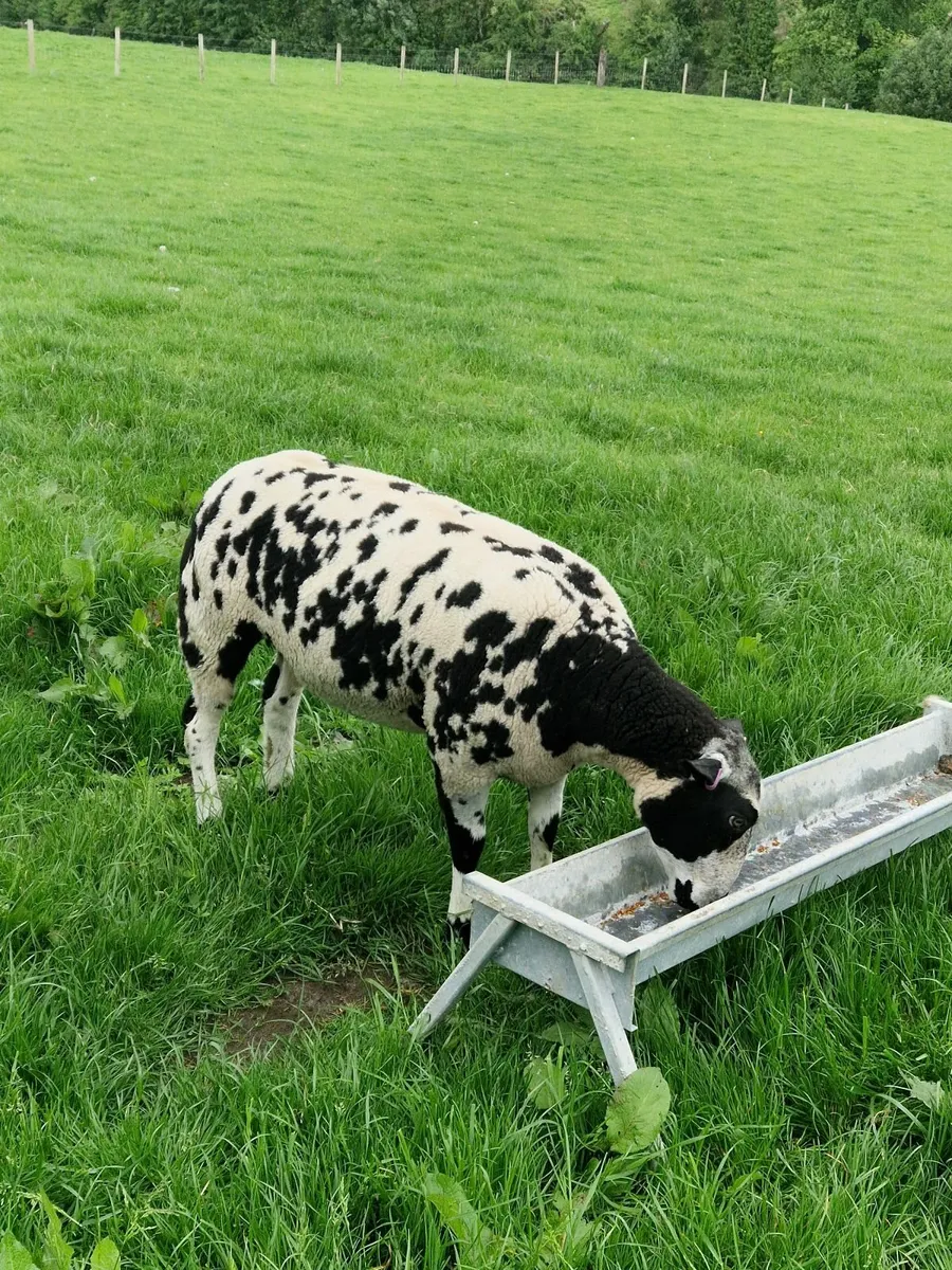 Dutch spotted ginmers - Image 1