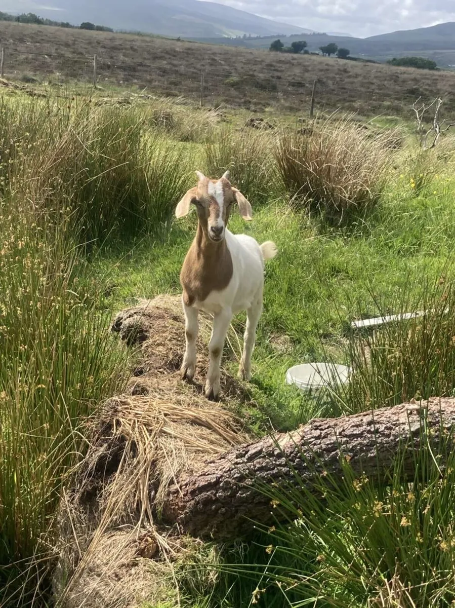 Boer X kid goats - Image 1