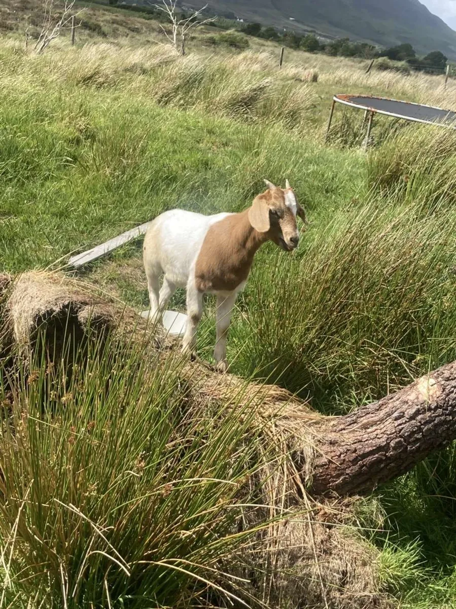 Boer X kid goats - Image 3
