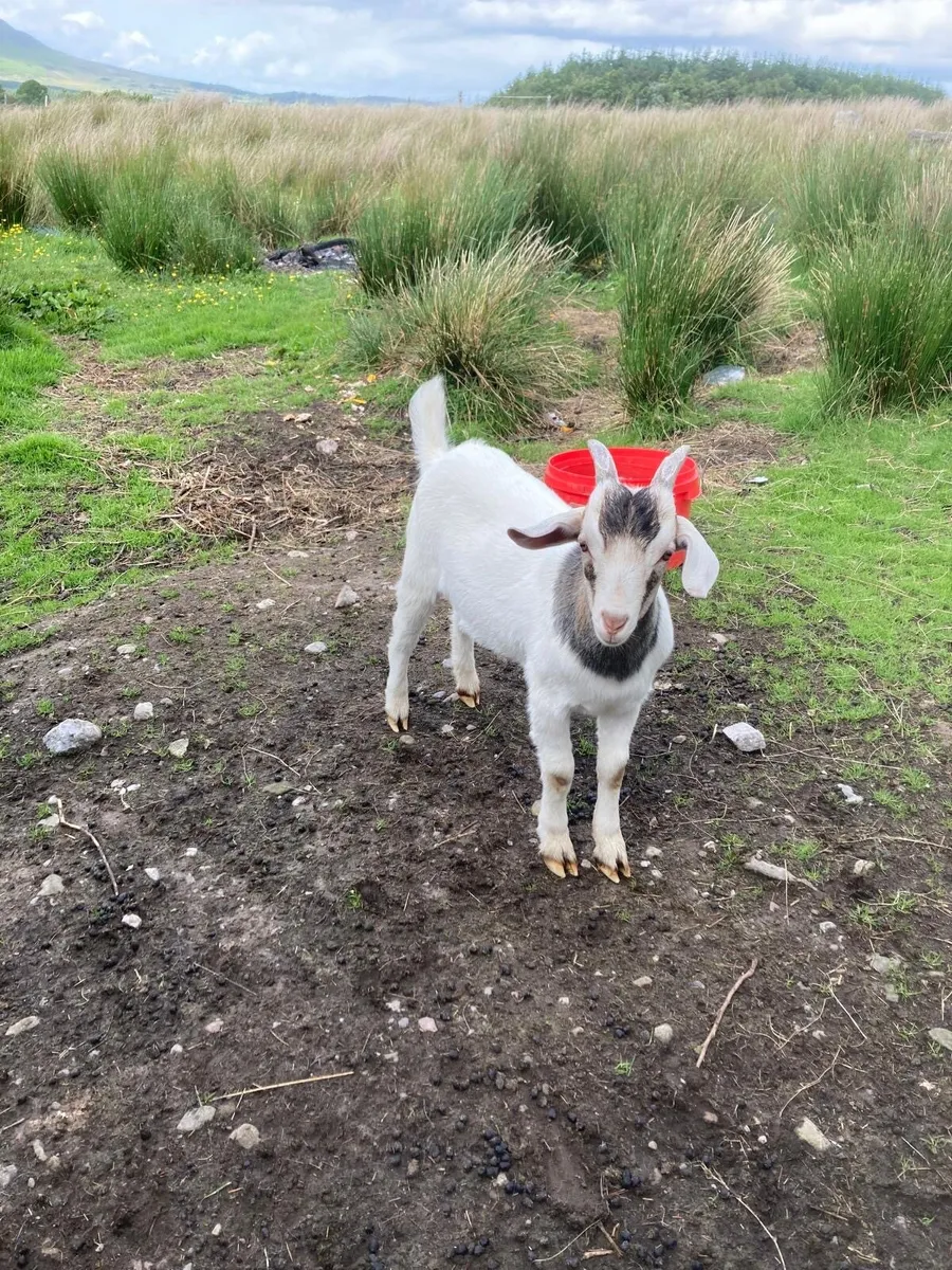 Boer X kid goats - Image 4