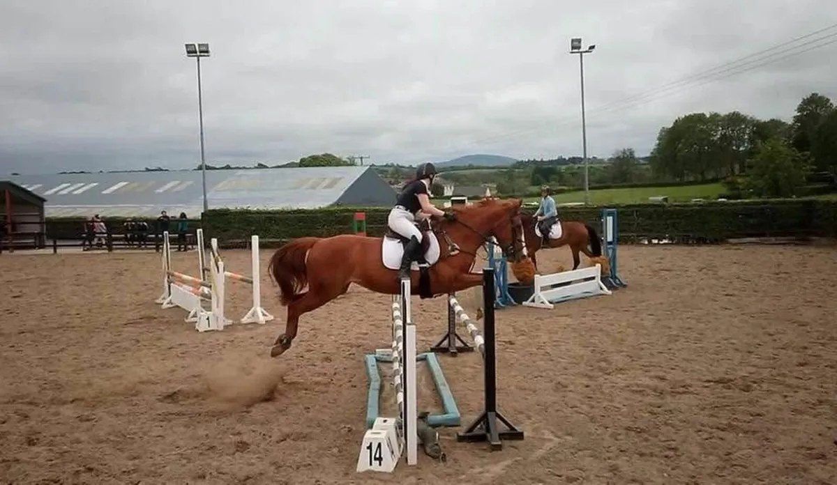 Horse - Image 1