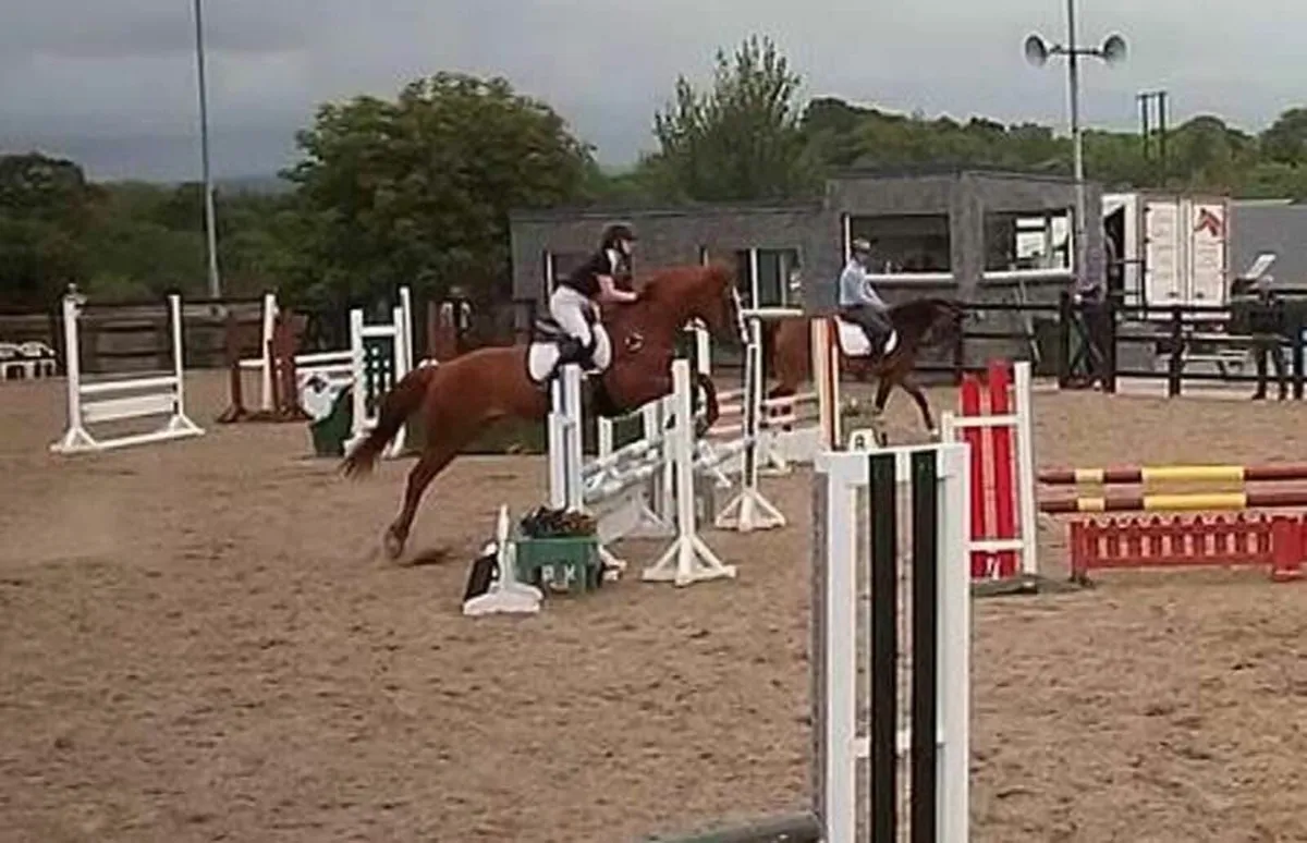 Horse - Image 2