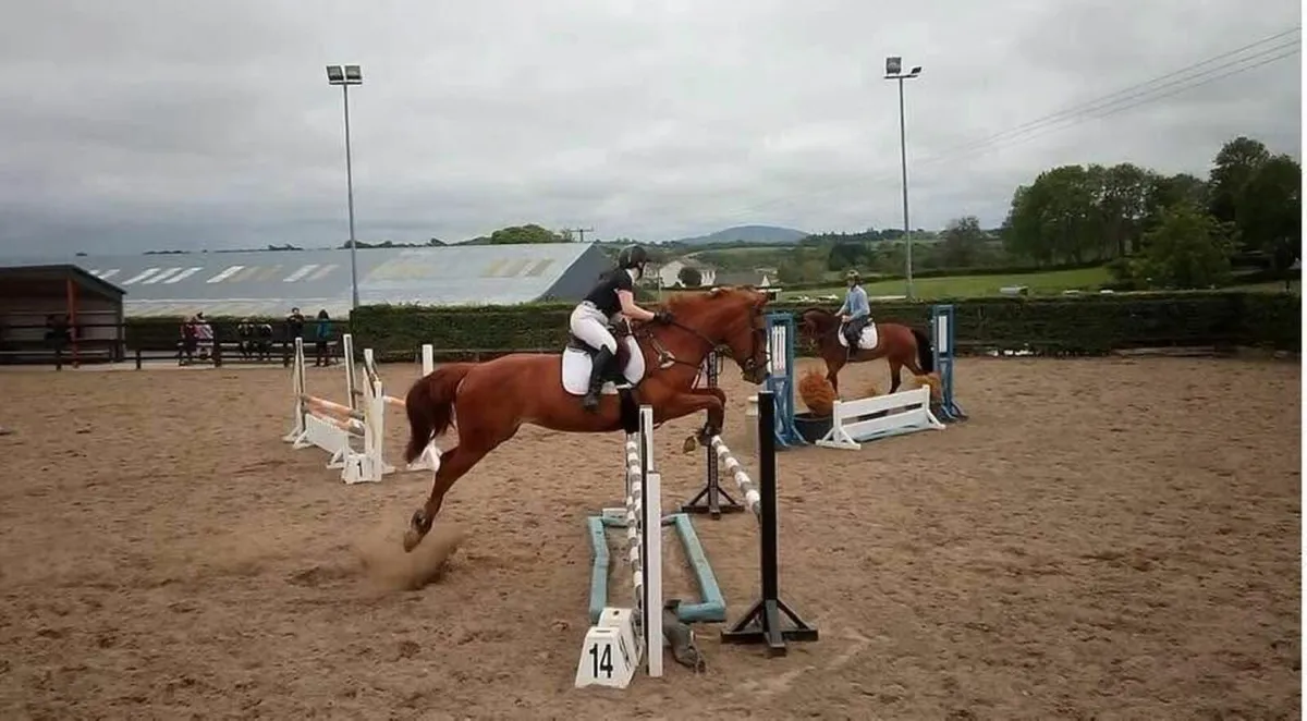 Horse - Image 3