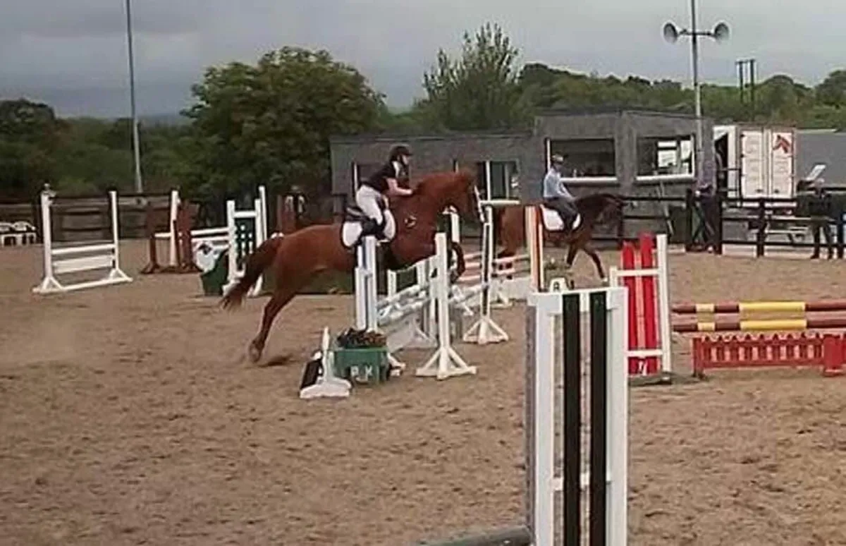 Horse - Image 4