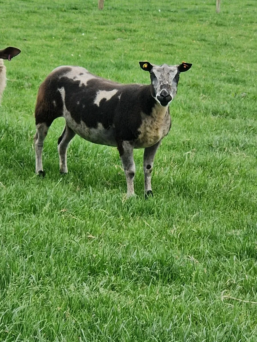 Dutch spotted ginmers - Image 2