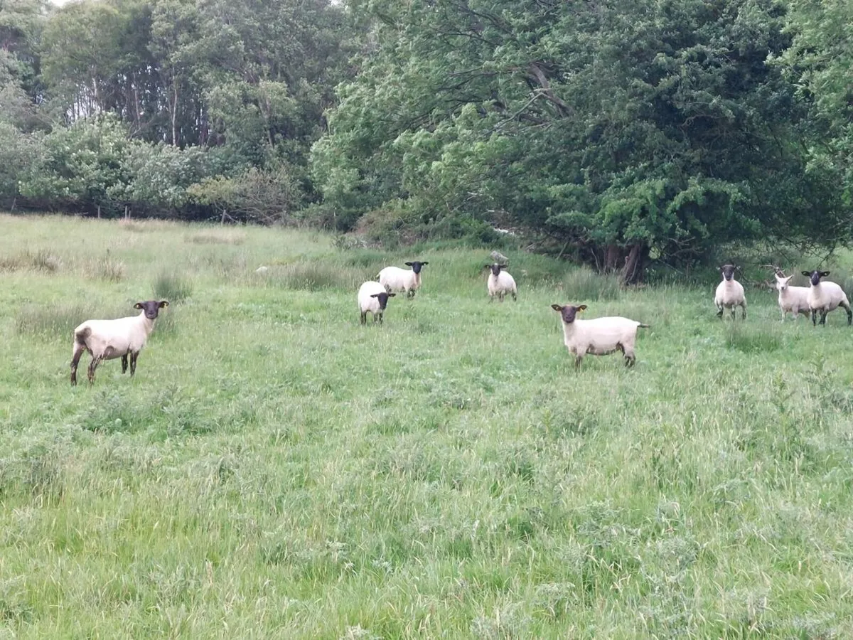 Hoggets - Image 3