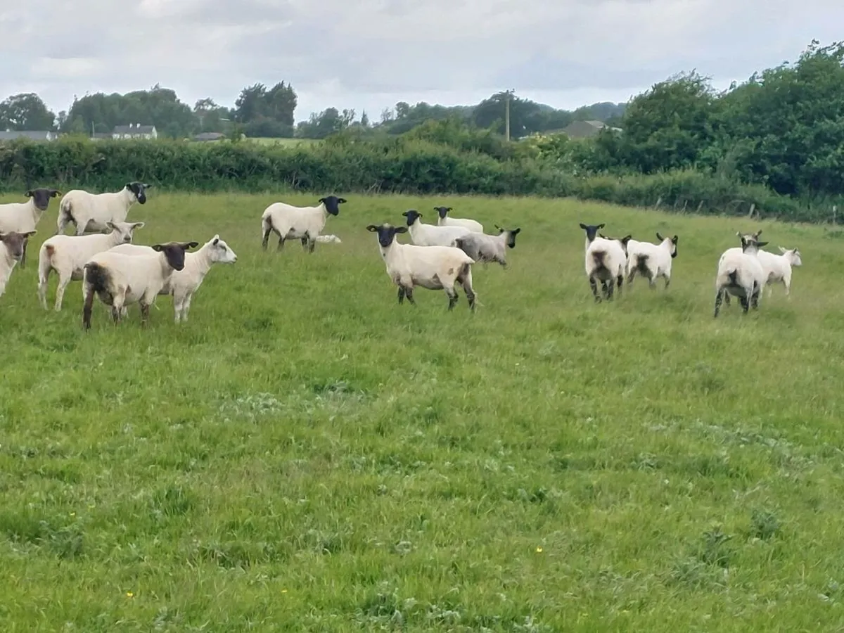 Hoggets - Image 1