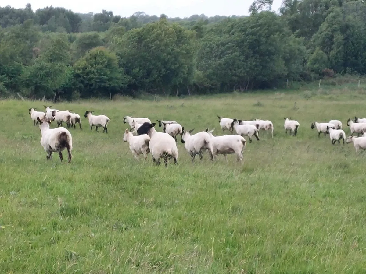 Hoggets - Image 4