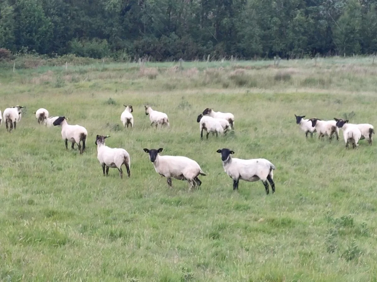 Hoggets - Image 2