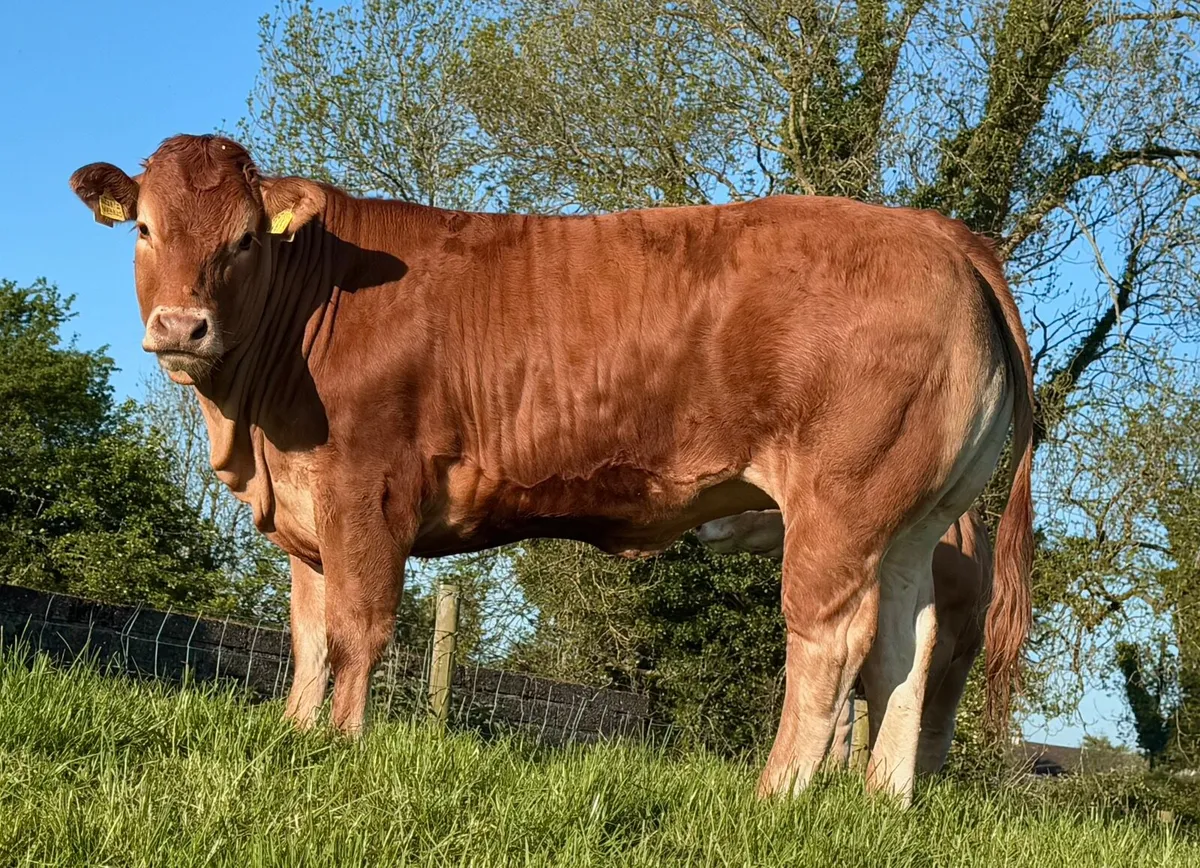 Quality Limousin heifer - Image 1