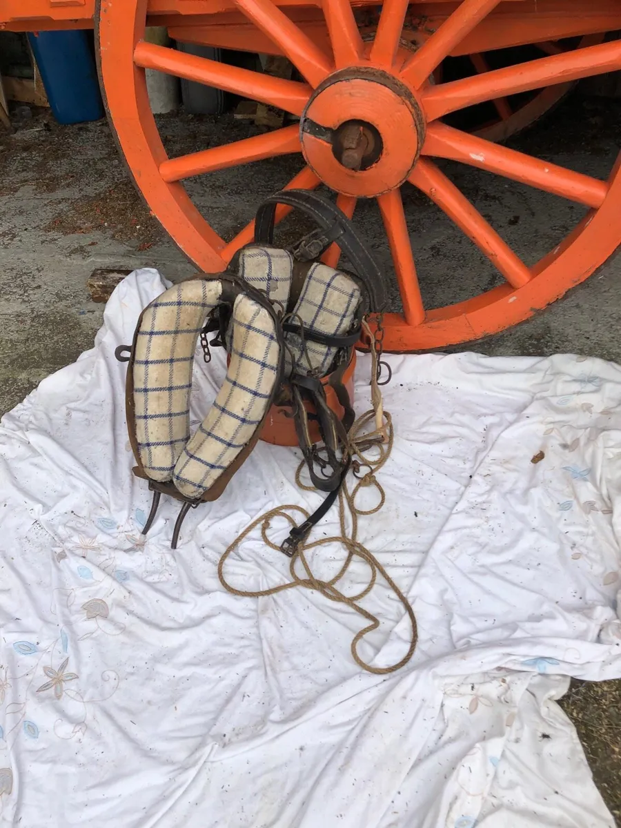 Carts and harness - Image 3